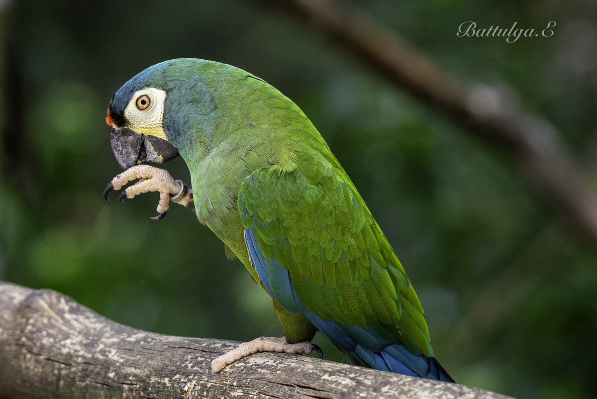 Өнөөдөр дэлхийн байгаль орчны өдөр. 
Хил дамнуулан худалдах гэж байхад нь илрүүлсэн, байгальд буцаан тавих боломжгүй шувуудын парк Бразилд байдаг. Халуун орны шувууд хачин тод өнгөтэй.