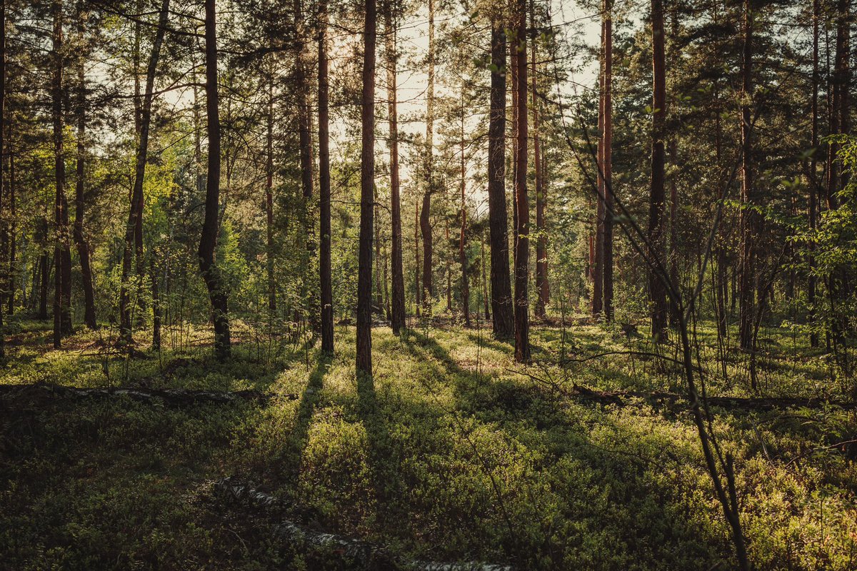 deadslowright's tweet photo. Mood 🌿
#photography https://t.co/g9ZfklewJA