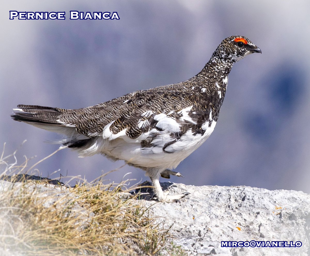 quanuaua's tweet photo. …bisogna alzarsi un pochino per vedere le pernici bianche, ma ne vale la pena per ammirare questo “relitto glaciale “

#pernicebianca #livigno #faunalivigno https://t.co/1hbUClFYCi