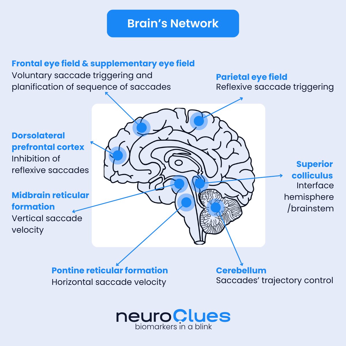 neuroClues's tweet image. The eyes are the window to our brain. Eye movement anomalies, controlled by specific brain regions, indicate neurological issues. Advanced eye-trackers help,pinpoint affected brain areas & link them to disorders. We are committed to bring this technology & empower practitioners.