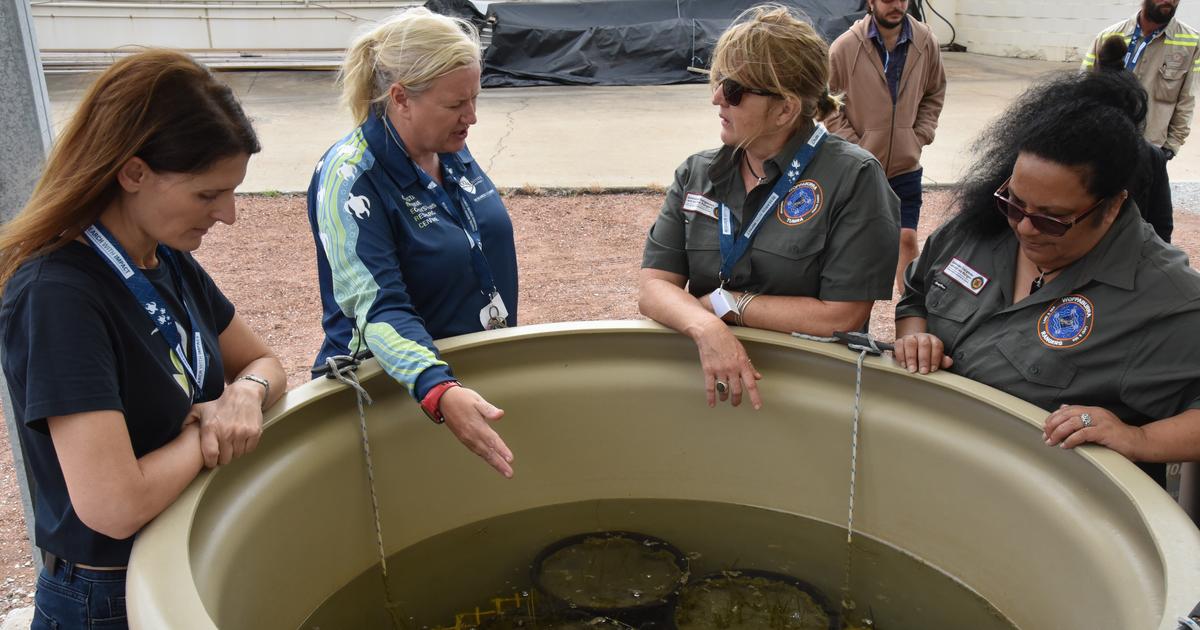CQU jas joined together with like-minded organisations to develop a collaborative approach to seagrass restoration to help the Great Barrier Reef. 🐢🐟VIDEO: ow.ly/QjB050S1xZa 
FULL STORY: ow.ly/KHAV50S1xZb #GreatBarrierReef #WorldEnvironmentDay #GenerationRestoration