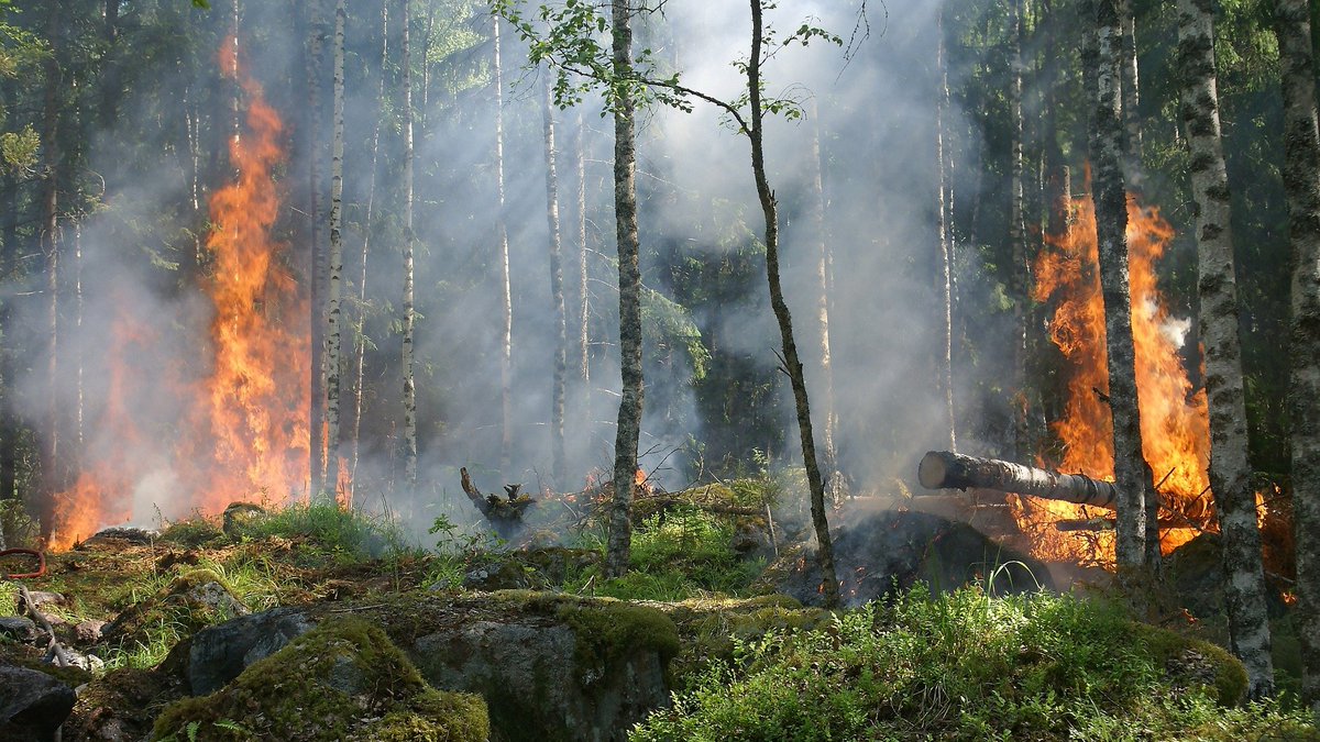 Casa de la Ciència CSIC València (@csicval) on Twitter photo Un estudio liderado por el <a href="/CidEinvestiga/">CIDEinvestiga</a> confirma que los nuevos #incendios causados por el cambio global reducen la abundancia y diversidad de las plantas leñosas. #CambioClimático #DíaMundialDelMedioAmbiente
delegacion.comunitatvalenciana.csic.es/los-nuevos-inc… Un estudio liderado por el <a href="/CidEinvestiga/">CIDEinvestiga</a> confirma que los nuevos #incendios causados por el cambio global reducen la abundancia y diversidad de las plantas leñosas. #CambioClimático #DíaMundialDelMedioAmbiente
delegacion.comunitatvalenciana.csic.es/los-nuevos-inc…