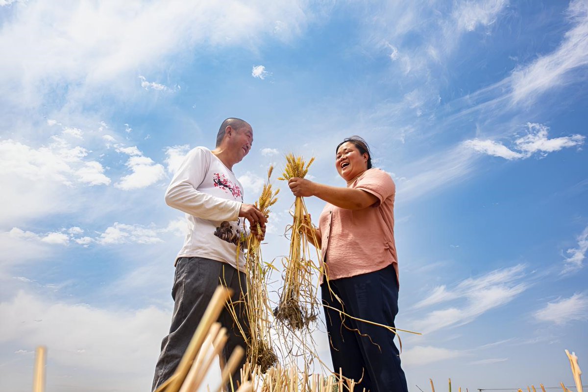 iLiaocheng's tweet photo. ☀️Today marks the start of Mangzhong, or Grain in Ear, the ninth of the 24 #solarterms, meaning it's time for farmers in #Linqing of #Liaocheng to get busy! 🙌Golden wheat fields shimmer beneath the sun as harvesters roar across the fields. #FestiveChina #LiaochengUpdates https://t.co/xUFMlDMf4Z