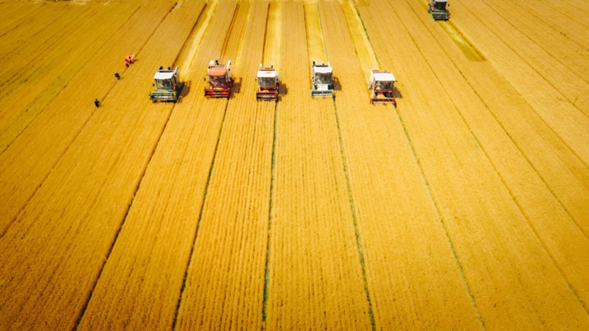 iLiaocheng's tweet photo. ☀️Today marks the start of Mangzhong, or Grain in Ear, the ninth of the 24 #solarterms, meaning it's time for farmers in #Linqing of #Liaocheng to get busy! 🙌Golden wheat fields shimmer beneath the sun as harvesters roar across the fields. #FestiveChina #LiaochengUpdates https://t.co/xUFMlDMf4Z