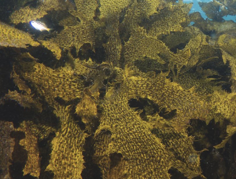 Annemie Rose Janssen (@ar_janssen) on Twitter photo 🌊 It’s out there! Curious about Sydney’s underwater gardens? Take a look at some of the striking effects the urban estuarine environment can have on its kelp forests ! 🏙️🌱
sciencedirect.com/science/articl…
<a href="/DrKDafforn/">Dr Katherine Dafforn</a> <a href="/MelanieJBishop/">Melanie Bishop</a> @CariocaMayer <a href="/mqnatsci/">Macquarie University School of Natural Sciences</a> <a href="/unswbees/">UNSW Biological, Earth and Environmental Sciences</a> <a href="/unswcmsi/">UNSW CMSI</a> <a href="/SEACSlab/">SEACS @seacs.bsky.social</a> 🌊 It’s out there! Curious about Sydney’s underwater gardens? Take a look at some of the striking effects the urban estuarine environment can have on its kelp forests ! 🏙️🌱
sciencedirect.com/science/articl…
<a href="/DrKDafforn/">Dr Katherine Dafforn</a> <a href="/MelanieJBishop/">Melanie Bishop</a> @CariocaMayer <a href="/mqnatsci/">Macquarie University School of Natural Sciences</a> <a href="/unswbees/">UNSW Biological, Earth and Environmental Sciences</a> <a href="/unswcmsi/">UNSW CMSI</a> <a href="/SEACSlab/">SEACS @seacs.bsky.social</a>