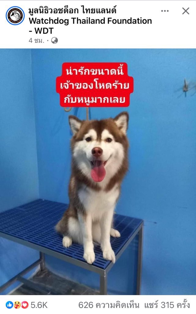 aelonnahee's tweet photo. 😡มึงก็ท้อง หมาก็ท้องมึงหิวมึงหาแดกได้ หมา #ไซบีเรียน หิวเค้าหาแดกไม่ได้เหมือนมึงนี่eบิว ตรรกะมึค่ตเฮี่ยเลย อ้างได้ไงอยากให้น้องได้ไปอยู่ที่ดีๆ😡 

#หนุ่มกรรชัย #โหนกระแส https://t.co/pviVDa7dD8