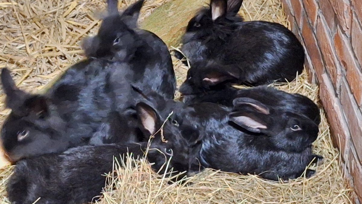 perdokrene's tweet photo. Adopt don't shop.

Op dit moment hebben we 32 jonge konijnen in de opvang. Heeft u belangstelling stuur dan een pb. https://t.co/C1DcP9J00J