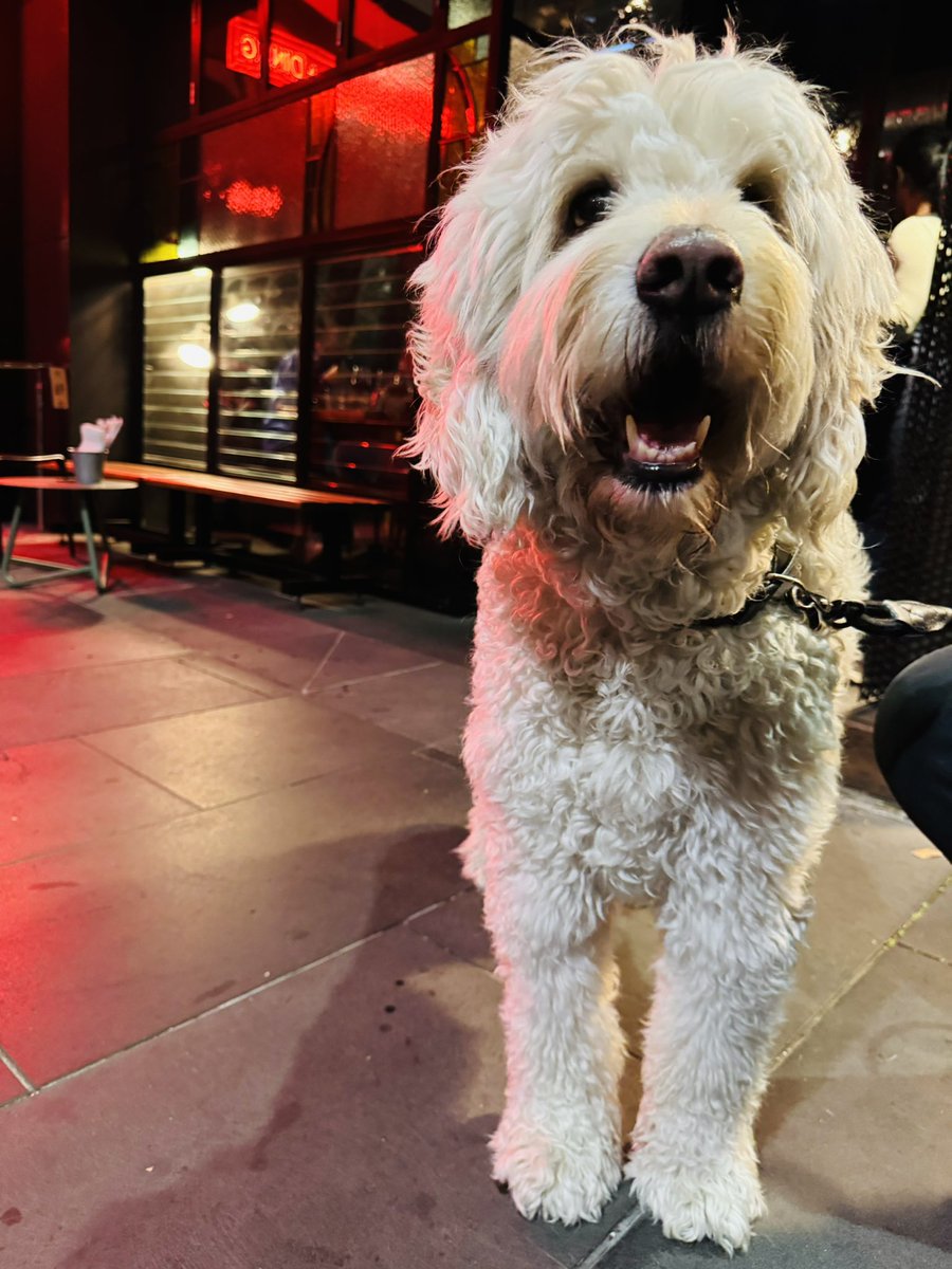 HOBPETS's tweet photo. Where’s Junior? #melbournedogs #melbournecafes #Love #funnypeople #funnydogs #InclusionMatters #interiors https://t.co/b6E3tZkCjt