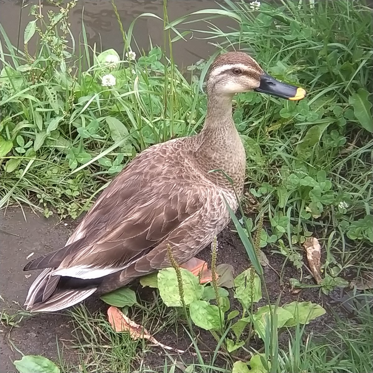 ビオトープにカルガモが住み着きました。