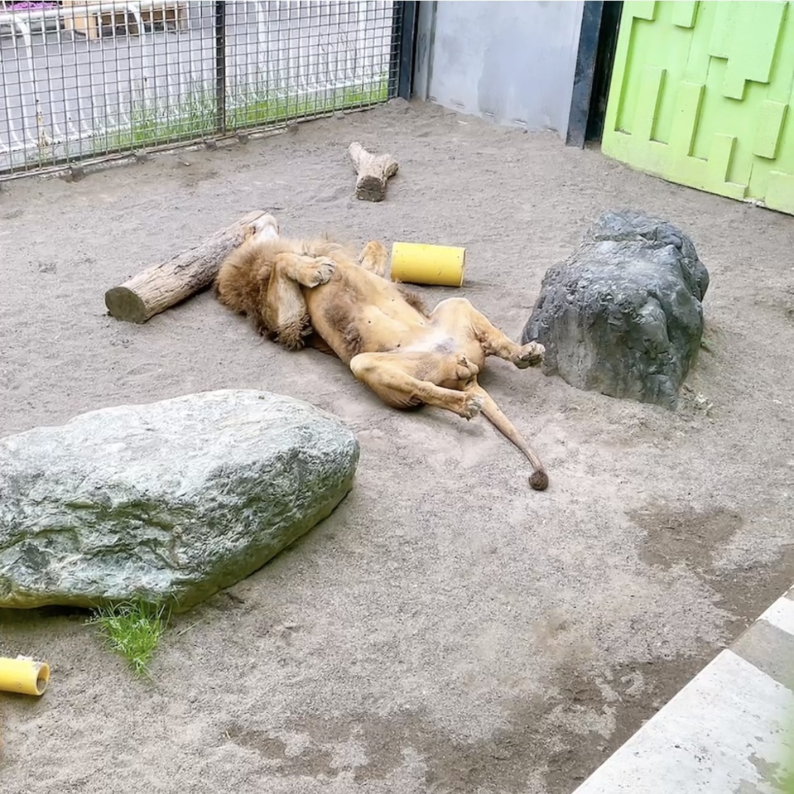 kushirozoo's tweet photo. 本日の #ライオン のアキラです。大胆なヘソ天もステキです。
#釧路市動物園 https://t.co/QkY45VXHxc