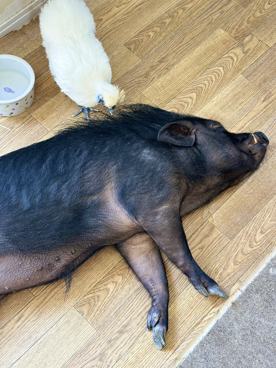 とんかつ tweet media