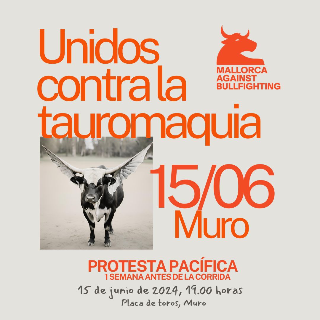 #Tauromaquia #Mallorca #Muro #Toros #Junio2024 <a href="/UHmallorca/">Ultima Hora Mallorca</a> <a href="/diariomallorca/">Diario de Mallorca</a> <a href="/dbalears/">Diari de Balears</a> <a href="/Msensesang/">MallorcaSenseSang</a>