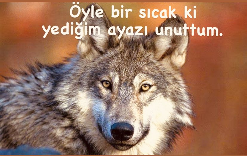 no context ülkücü (@nocontextreyiz) on Twitter photo 