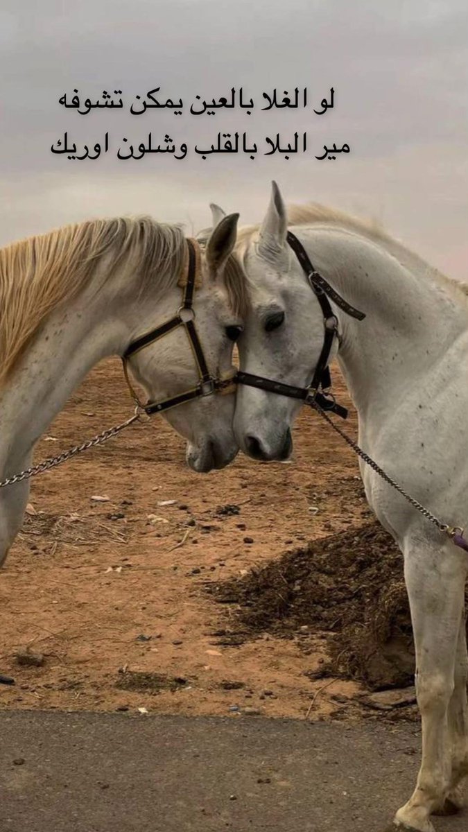 غلاك بقلبي ماهو هين ولا عادي
 ومحد يحبك كثر ماروحي تحبك

#فضفض_بتغريده