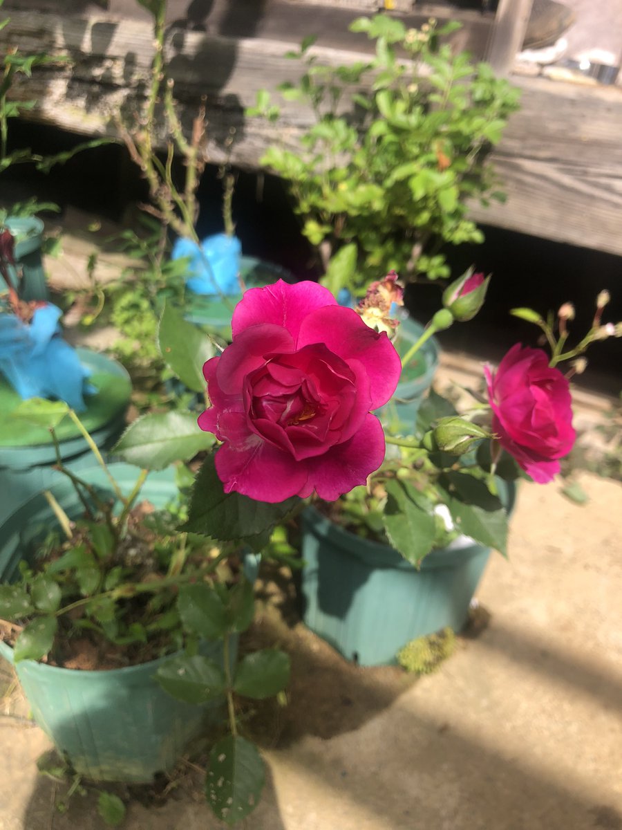 公式写真バラ売り 公式写真＆グッズ詰め合わせ Z/Xグッズ ｜ Z/X - Zillions of