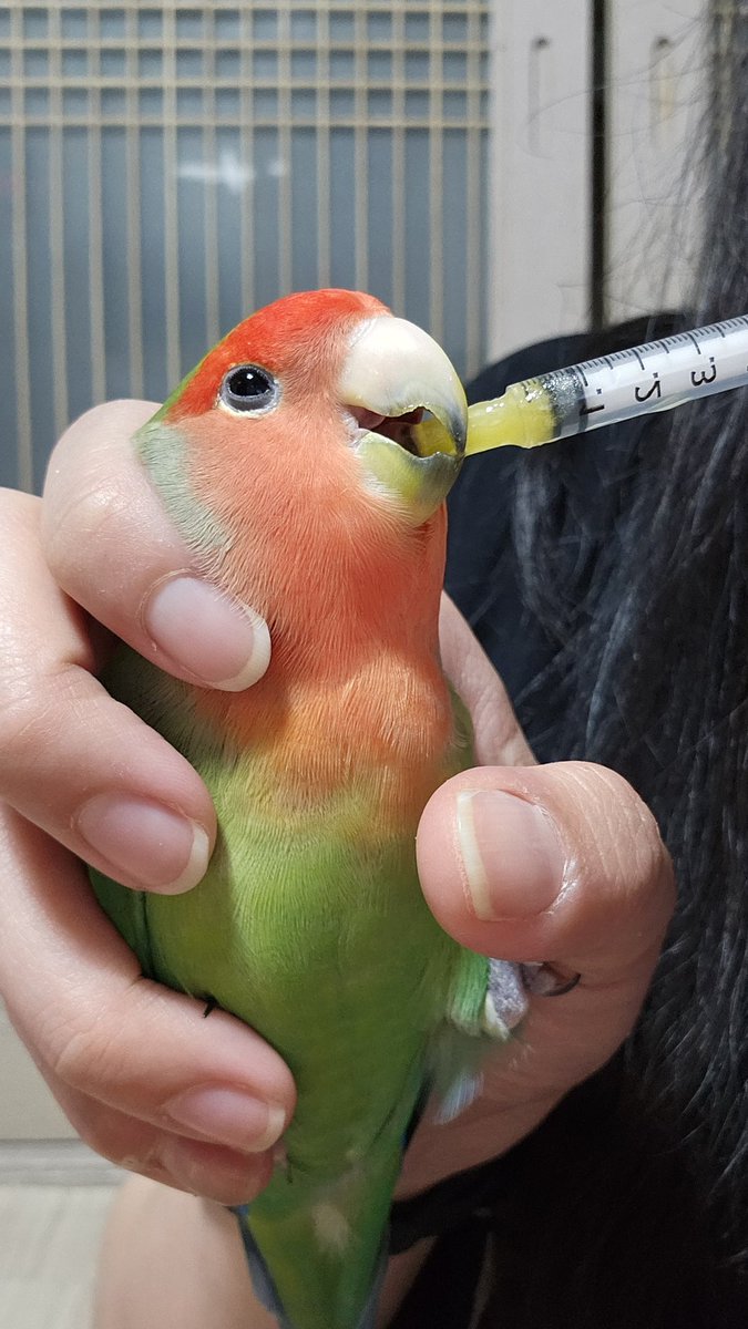 2024.06.05
 만 6세 생일을 한 달 앞두고 모두가 백이면 백 여자애라 했던 쫑이가 수컷으로 밝혀져 충격⚡️
쫑순이도 아니었고 나는 언니가 아니었어🫠