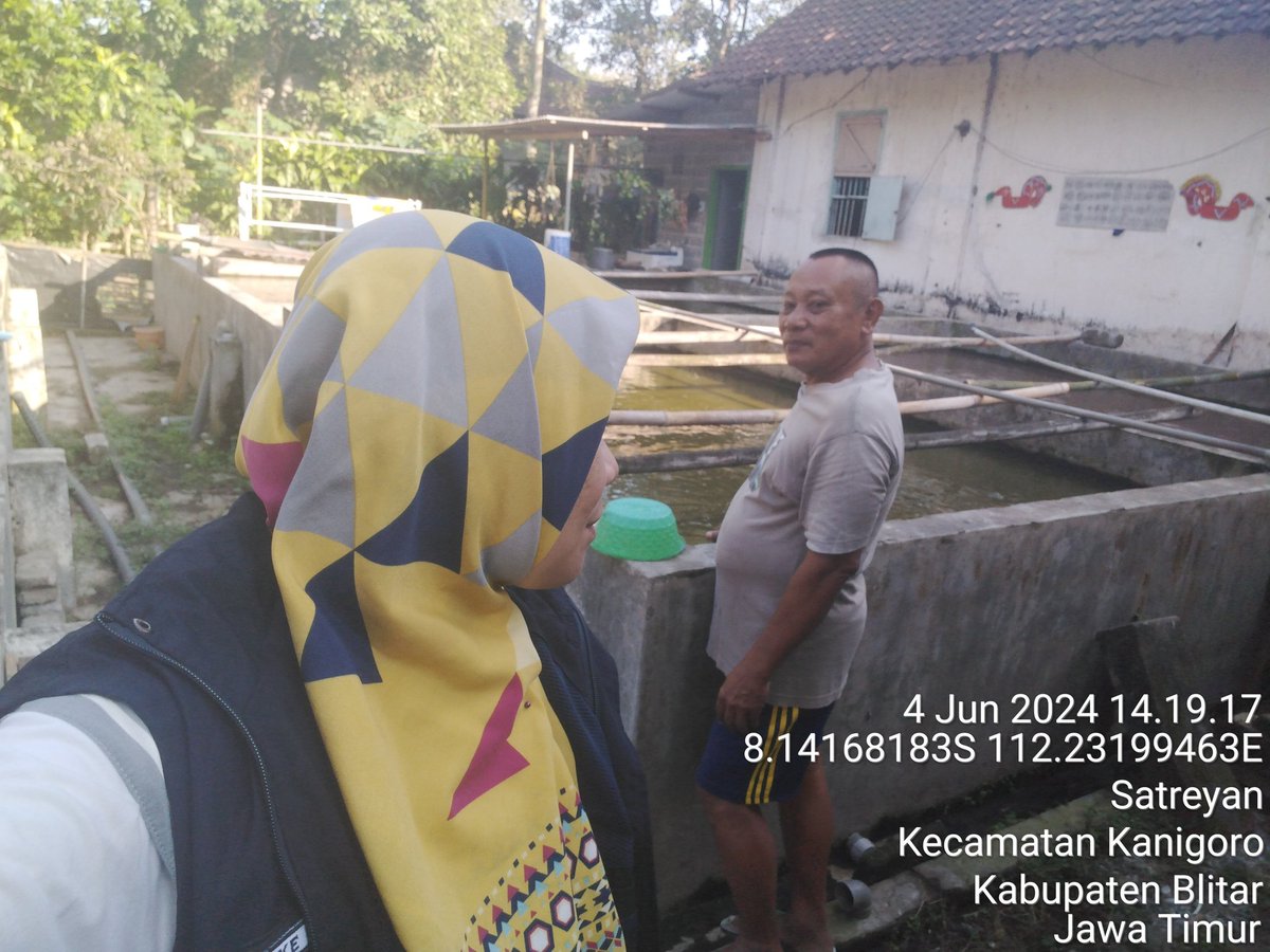 RikeLurin's tweet photo. Selasa, 04/06/2024 Rike Lurin Luhkan Kab.Blitar Pendataan Produksi ikan di Bapak Abdul Karim Pokdakan Berkah Brantas Kel.Satreyan Kec.Kanigoro Panen ikan lele 270 kg, harga Rp. 18.000/kg, size (10-12) ekor/kg #Panen #Luhlapor #produksi #GiatluhkanSatminkalBWI @bppsdm_puslatkp https://t.co/gWVEd4OhLX