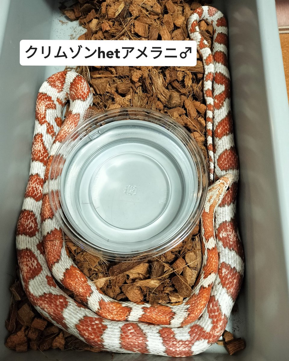 Ramuse0323's tweet photo. 【生体販売】
✱ハイポキャンディケイン♀
✱クリムゾンhetアメラニ♂
✱アフリカンハウススネークハイビノ♀
✱ケープハウススネークDhetアルビノブルーアイ♀
気になる方はお気軽にお問い合わせください😊
#Ramuse
#ラミューズ
#爬虫類ショップ福山
#コーンスネーク
#ケープハウススネーク https://t.co/RpGFeVCC5Z