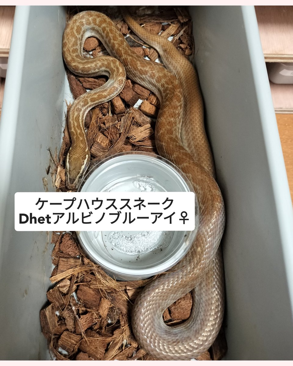 Ramuse0323's tweet photo. 【生体販売】
✱ハイポキャンディケイン♀
✱クリムゾンhetアメラニ♂
✱アフリカンハウススネークハイビノ♀
✱ケープハウススネークDhetアルビノブルーアイ♀
気になる方はお気軽にお問い合わせください😊
#Ramuse
#ラミューズ
#爬虫類ショップ福山
#コーンスネーク
#ケープハウススネーク https://t.co/RpGFeVCC5Z