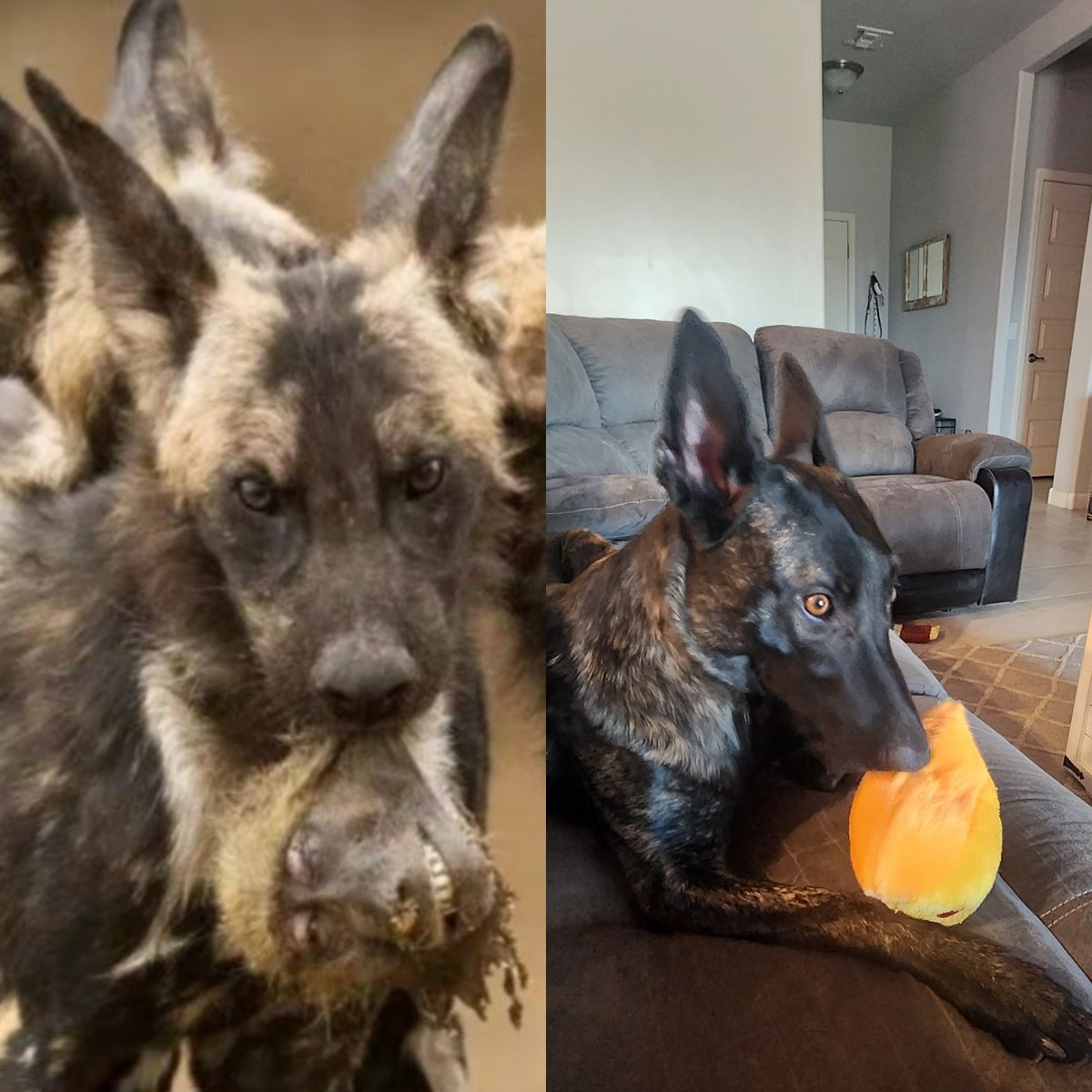 FarrahFoxx_'s tweet photo. 100% convinced my K9 is part African Wild Dog and not full Dutch Shepherd 🤣 #worthlesshandler https://t.co/L0BQ6BMfO9