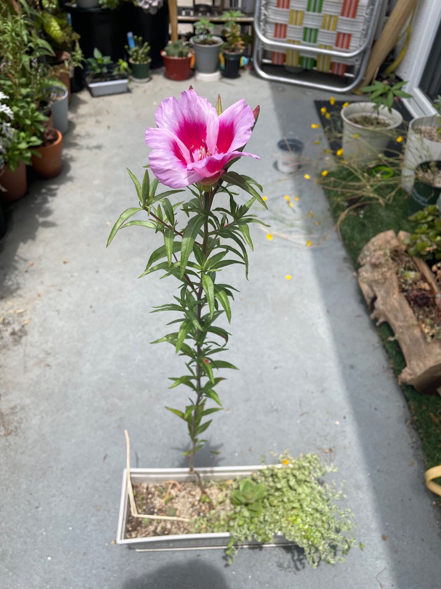 TodayBotany's tweet image. A pink Clarkia! Usually I only see the deep maroon variety.