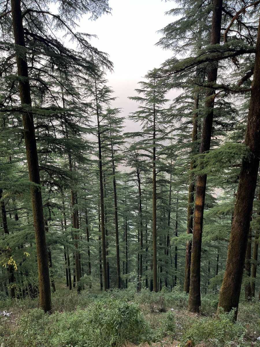 Nikhil V Ranade 🇮🇳 tweet media