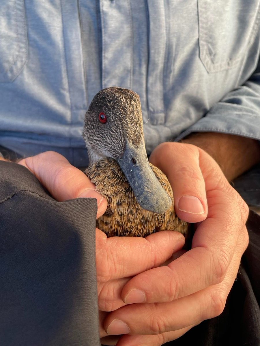 chestnuttealSA's tweet photo. 📡 Tracking update! 📡

Meet Courtney, one of our female Chestnut Teal 🦆. 

After being caught at Parnka Point, she has now ventured to an inland wetland filled by recent rains. 🌧️ 

Follow for more updates! 🔍🌍 

#GPStracking #duckresearch #southaustralia #coorong https://t.co/oOFNy6UZ5S