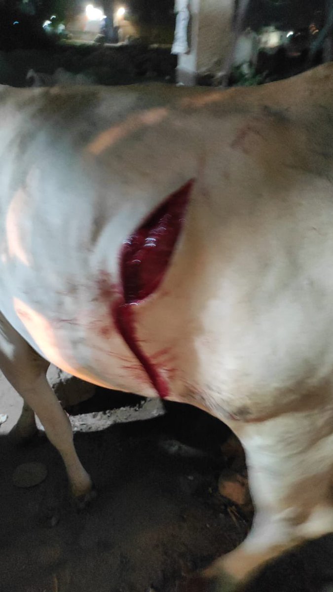 KumaarSaagar's tweet photo. Warning Graphic Content ⚠️ 

कल जैसे ही चुनाव का रिजल्ट आया।

तो देखिए कैसे गौ तस्करों ने आतंक मचाया है।

रात को जहाँ पर भी गौ माता दिखी है,वही चाकुओं से गोद डाला गौ माता को।

गौ तस्कर मोटर साइकिल पर बताए जा रहे है,फ़रीदाबाद पुलिस ने कई टीम लगाई है,इनको पकड़ने के लिए।

क़रीब 16 गौ माता को धारधार हथियार से मारा गया है।