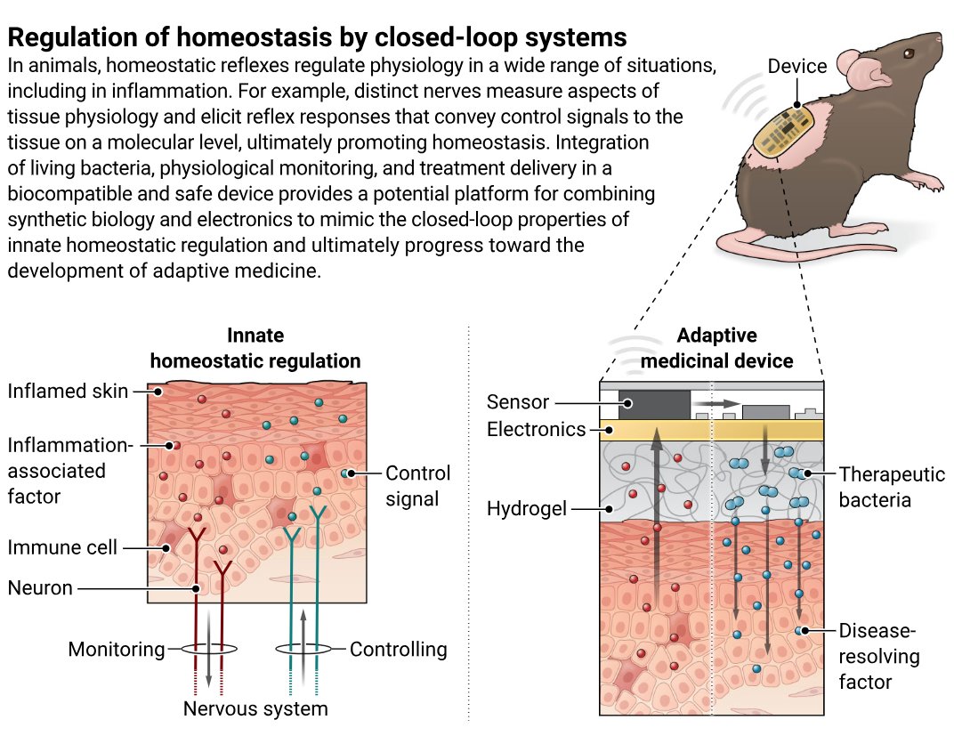 A Science study describes a living bioelectronic device that monitors and manages psoriasis in mice. The results demonstrate the potential for clinical application of devices that promote drug-free therapeutic effects through a living hydrogel interface. scim.ag/7cH