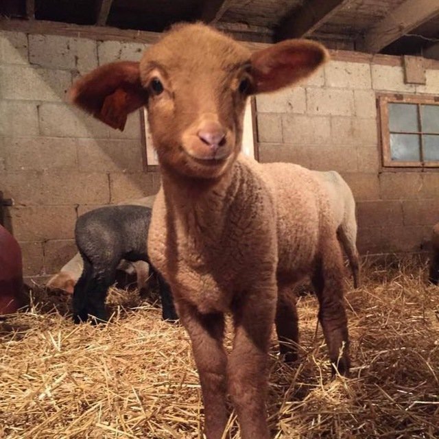 Don't just hodl, GOAT with GOCHI!

dexscreener.com/solana/DLjUVSY…

#GOCHI #SOLANA #MEMECOIN #X1000000