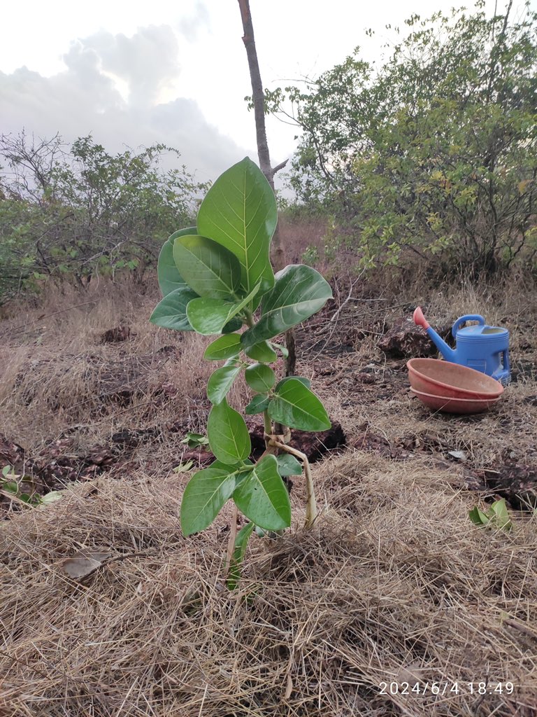 care_yuva's tweet photo. YuvaCare Mission Green 2024 🪴
#missiongreen #yuvacare
Do participate &amp; plant 🪴 tree near by your location &amp; share photos..
#eachoneplantone #environmentalday #TreePlantation 

#post 
https://t.co/dcLQLhIHhw https://t.co/4Y9WpbbPoE