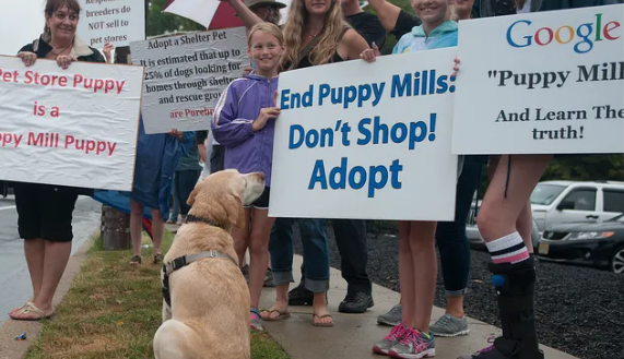 KaitlynMer04's tweet photo. I learned probably everything there is to know about dogs this quarter. When researching solutions for the advocacy project, I learned about what I can do to help stop puppy mills. I also learned about other problems that dogs as currently facing. #WhatIlearnedinWR60 https://t.co/NhbeCVYgJG