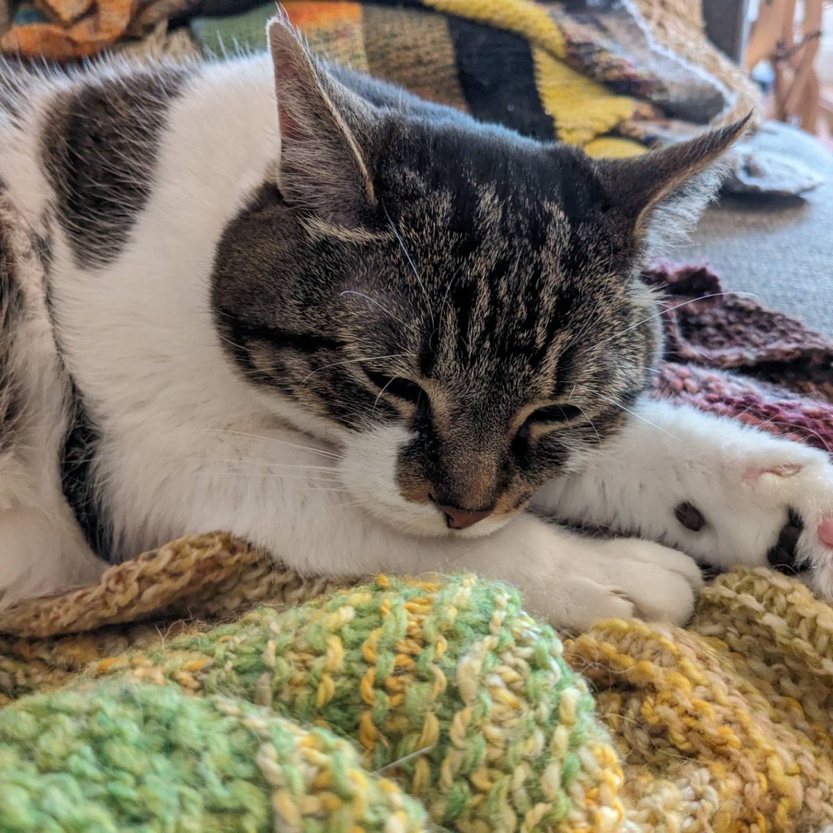 robofingering's tweet photo. I haven't posted any pictures of Milly in a while but she is still a sweet and beautiful grandma cat who I love very much https://t.co/hXDxM2qFlv