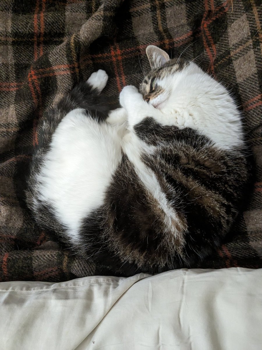robofingering's tweet photo. I haven't posted any pictures of Milly in a while but she is still a sweet and beautiful grandma cat who I love very much https://t.co/hXDxM2qFlv