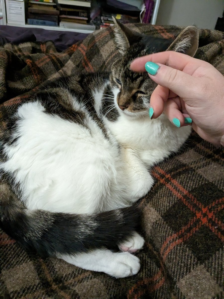 I haven't posted any pictures of Milly in a while but she is still a sweet and beautiful grandma cat who I love very much