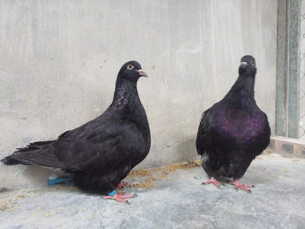 ducmo18's tweet image. Dạo này bị nghiện chim. Cứ nhìn lại bị phê.