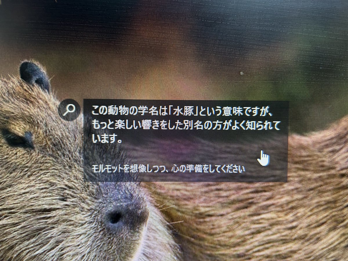 kaDZDmi's tweet photo. え?
大ネズミだと思ってた我がラボのマスターって水豚だったの?!
ぶた🐷?!?!
#kapilab https://t.co/p6qySd2gdI