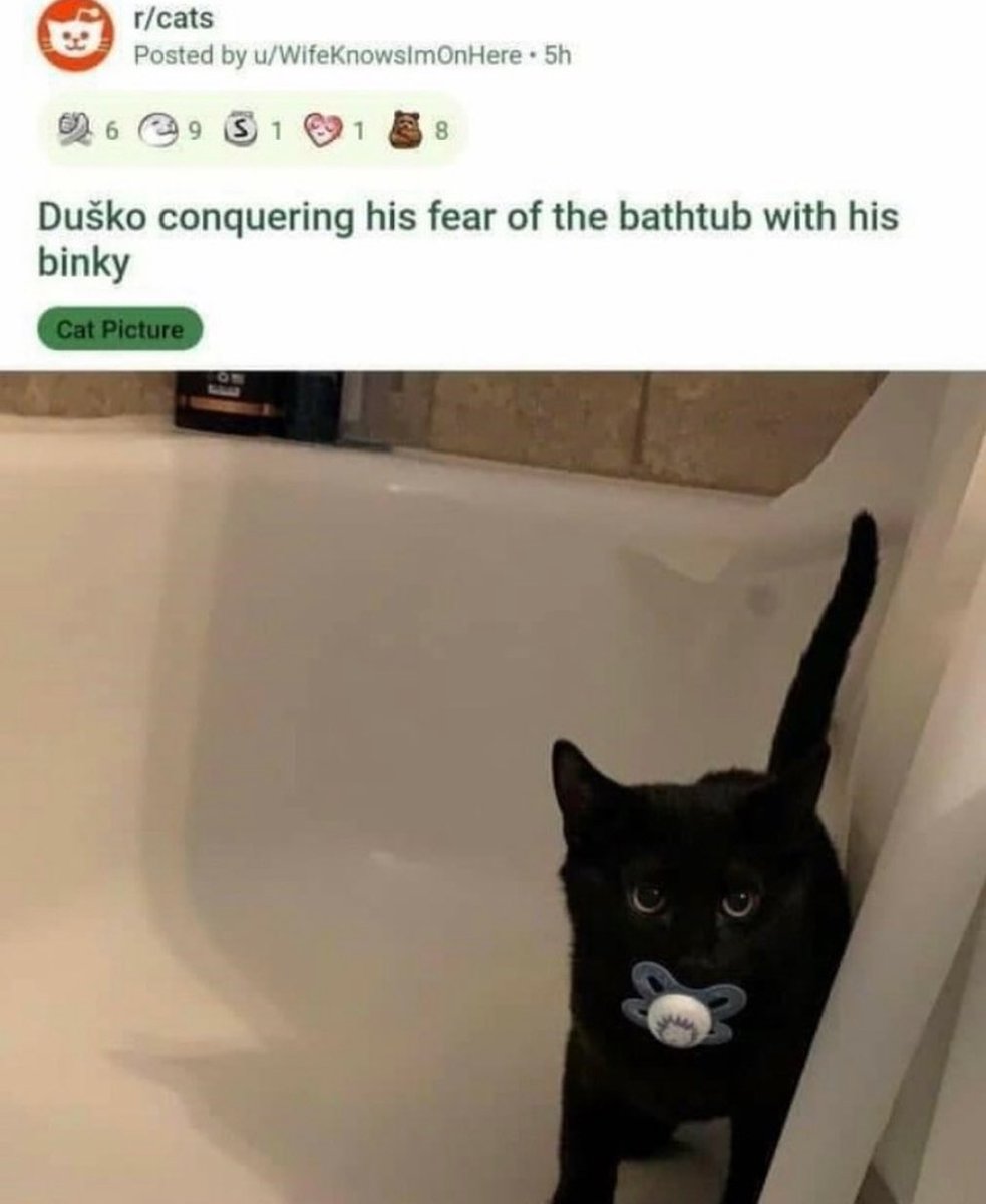 Punch Cat (@punchingcat) on Twitter photo 