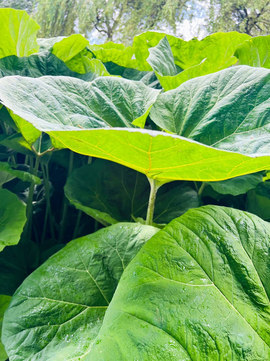 BeyondThePost's tweet photo. some crazy-sized leaves on my walk around #HQ today. Loving my walks lately. Although I don’t mind our rain here in the lower mainland (and I know we need it), I’m SURE looking forward to the sun☀️that is on its way. #TuesdayFeels #TeamVPD https://t.co/9WWZdgW5kZ