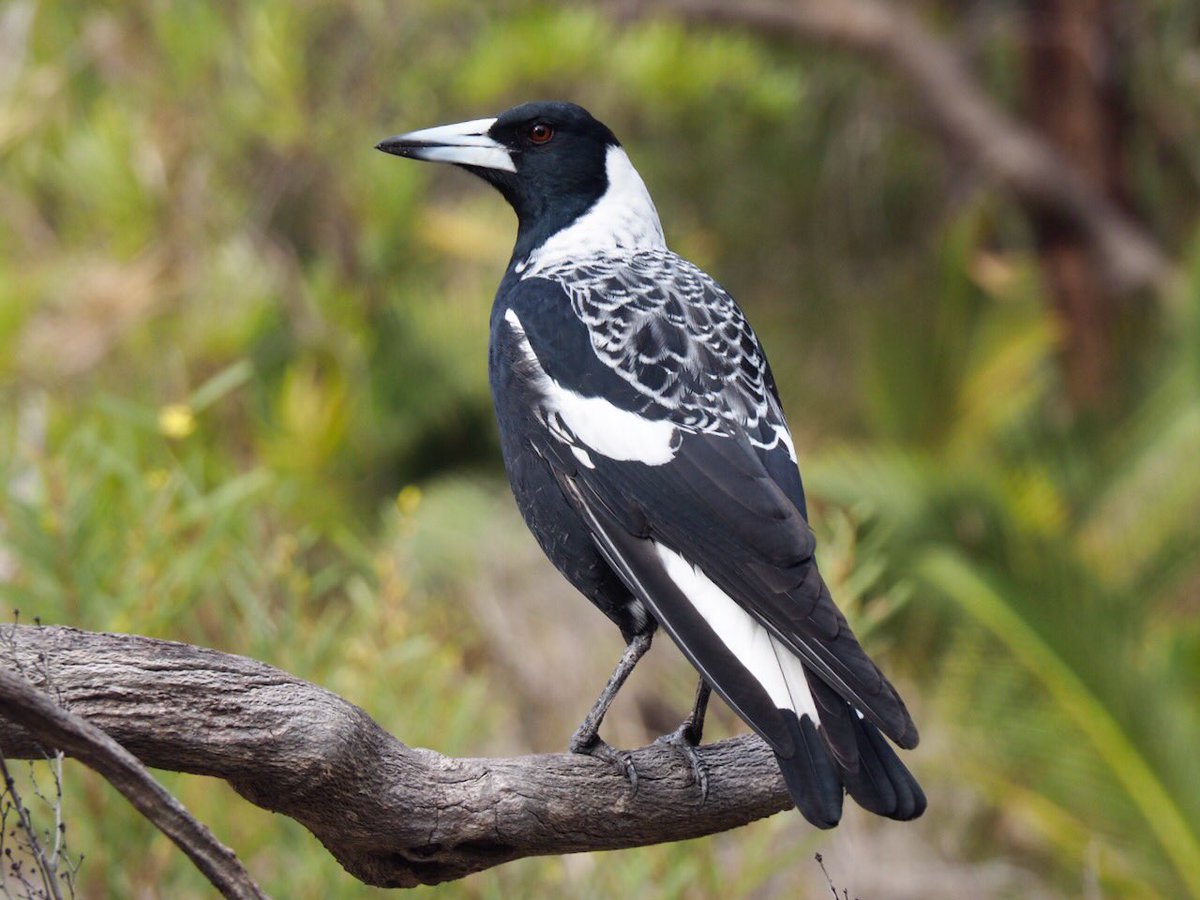 GabbyDean129686's tweet photo. Met these characters in the Wireless Hill Park @WestAustralia One is a #magpie #birds. The other is a candidate for #WeirdLogWednesday #wood #hotstick #nature #photography https://t.co/lOYqVZVxtv