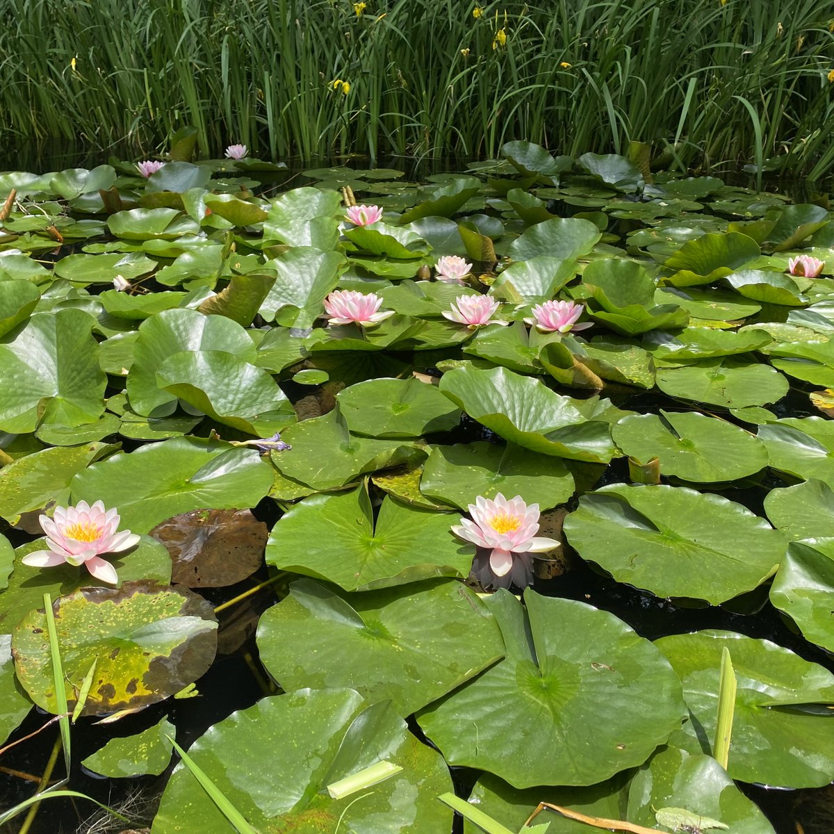6月に入り美術館の池では次々に睡蓮が開花しています。ラリックが制作