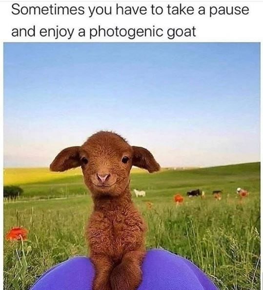 dexscreener.com/solana/DLjUVSY…

#GOCHI #SOLANA #MEMECOIN #X1000000