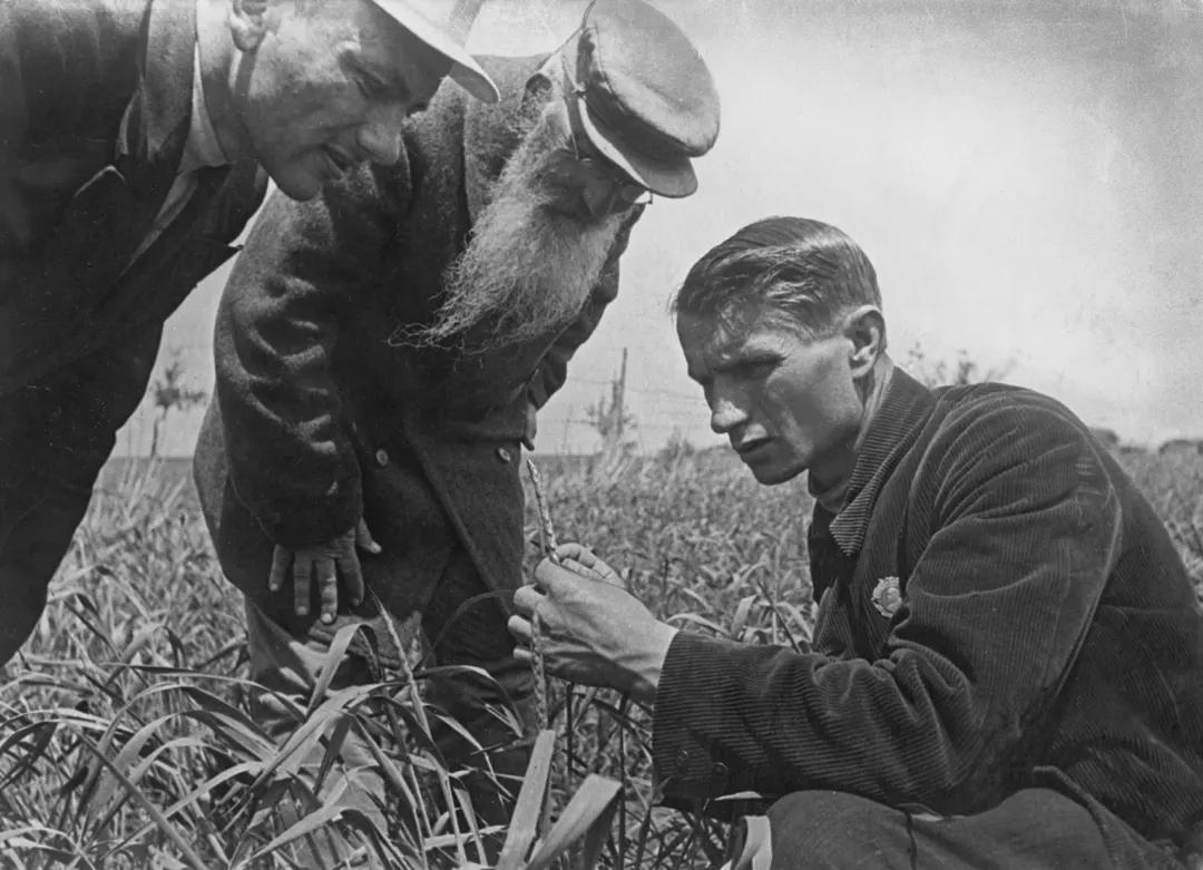 EarthHistoryPix's tweet photo. Trofim Lysenko, the president of the Lenin Academy of Agricultural Sciences, measuring the growth of wheat on one of the kolkhoz fields near Odessa, Ukrainian SSR, 1930s. Lysenko is famous for "proving" that nature is communist and for his agricultural... From u/Xi_JinpingXIV https://t.co/d2LtzoFjiV