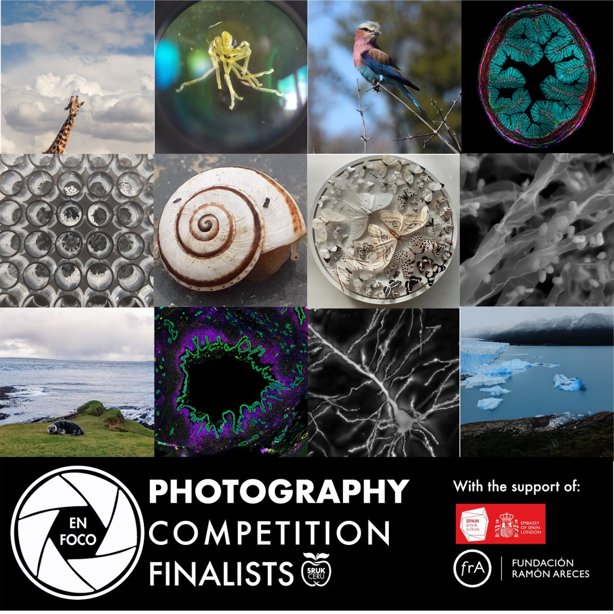 SRUK/CERU (@comunidadceru) on Twitter photo 🔴 It is time to vote for the 2024 “En Foco”
Photography competition organized by 📸 🍏
SRUK/CERU (Outreach department) with the support
of @fundacionareces and <a href="/EmbSpainUK/">Embassy of Spain UK</a> !
Deadline 20th June!
🗳️Vote here:sruk.org.uk/4th-sruk-ceru-… 🔴 It is time to vote for the 2024 “En Foco”
Photography competition organized by 📸 🍏
SRUK/CERU (Outreach department) with the support
of @fundacionareces and <a href="/EmbSpainUK/">Embassy of Spain UK</a> !
Deadline 20th June!
🗳️Vote here:sruk.org.uk/4th-sruk-ceru-…