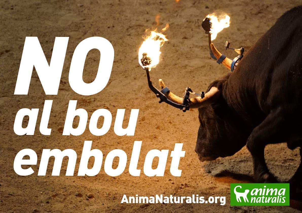 suriCATreus's tweet photo. DIA 1.124‼️
Esperant solucions del conseller responsable @dmascort 
Que penses fer per acabar amb el maltractament animal?

NO VOLEM AQUESTA ABERRACIÓ!!!!!
SI VOSALTRES NO HO SUBVENCIONEU LA COSA CANVIARIA!!!
PROU!
PROU!
PROU!
PROU! https://t.co/5PsFcsCECU