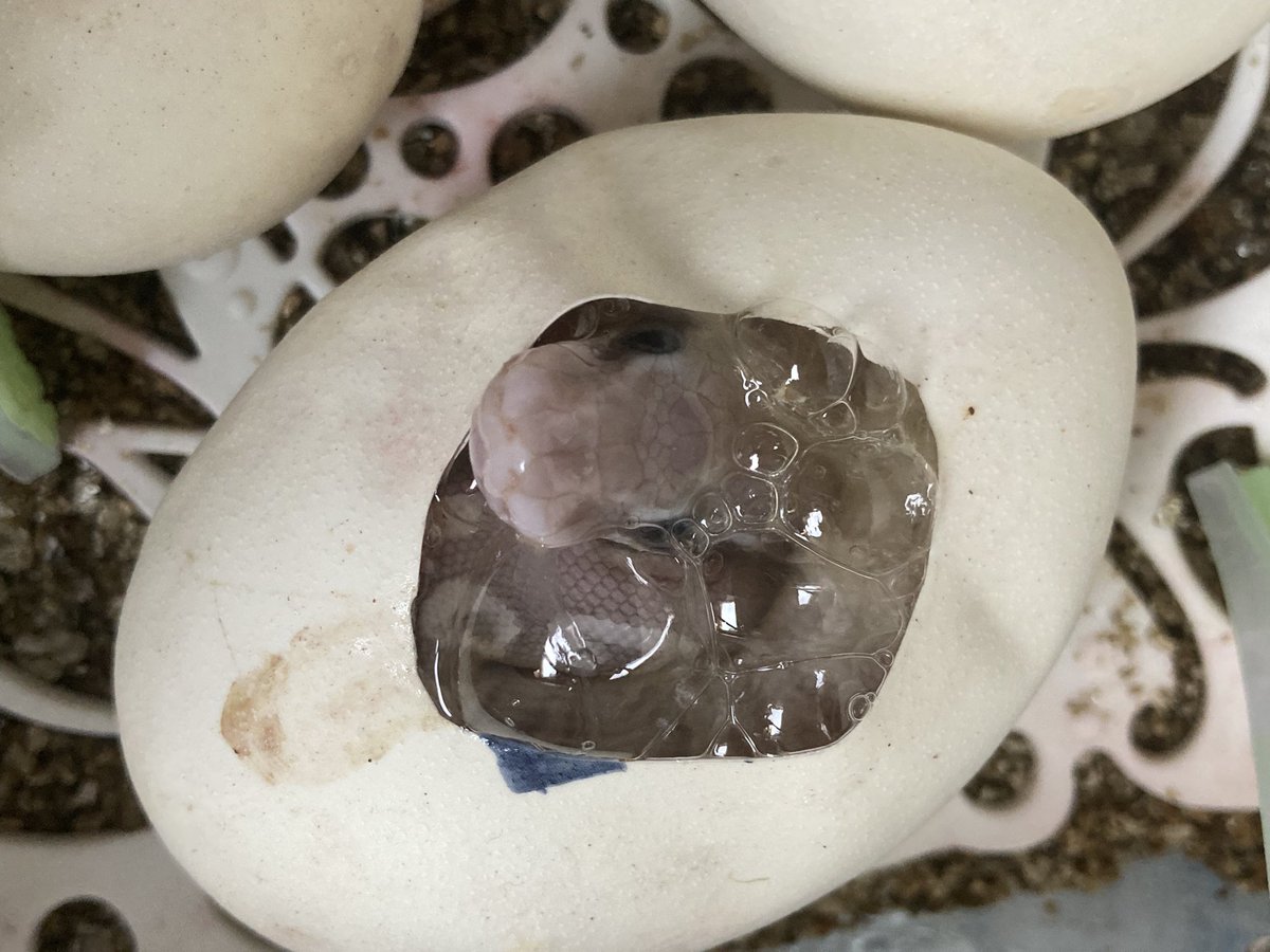 Excuse the long silence 
Life’s been busy, as an apologize accept these kids