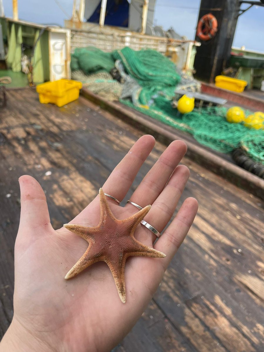 Some midweek #motivation!

A six-armed Pseudarchaster species⭐️found #offshore of the SA west coast.

#starfish #trawldiscovery #wednesday #happyhumpday #FBIPSeaMap