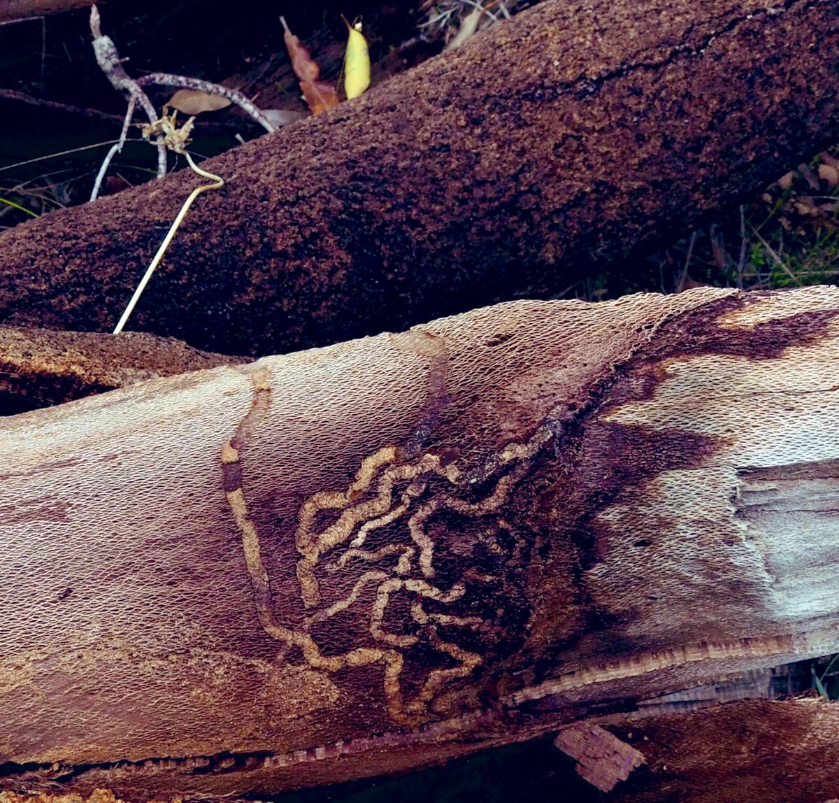GabbyDean129686's tweet photo. And some nice scribblings, plus a fossilised stick insect in the top left. Wireless Hill Park @WestAustralia #log #hotstick
#nature #photography https://t.co/BS1CYvSttI