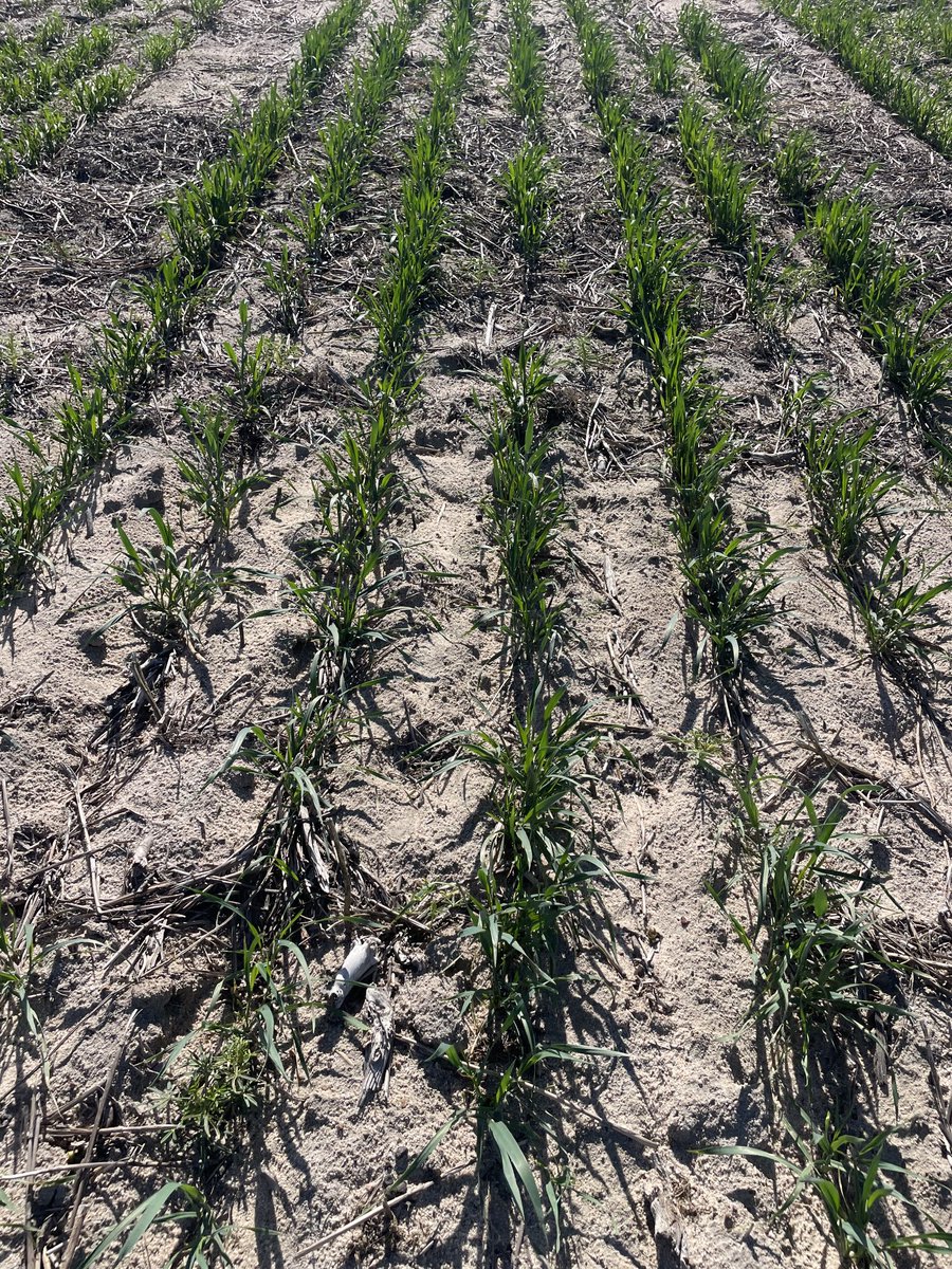 Long Coleoptile wheat Dowerin WA sown April 120mm below the bottom if the furrow into moisture 24C, no fertiliser, fertiliser with the seed, fertiliser above the seed ⁦<a href="/theGRDC/">GRDC</a>⁩ ⁦<a href="/CSIRO/">CSIRO</a>⁩ ⁦<a href="/rebetzke_0/">Greg Rebetzke</a>⁩