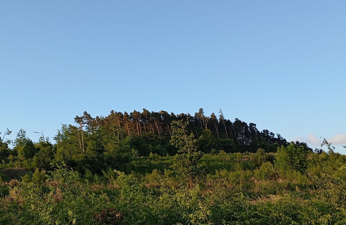 SarahBaccianti's tweet image. The Mournes look stunning on my crisp, sunny early morning walk!  #CountyDown #AlmostSummer #MorningSunlight 🌞